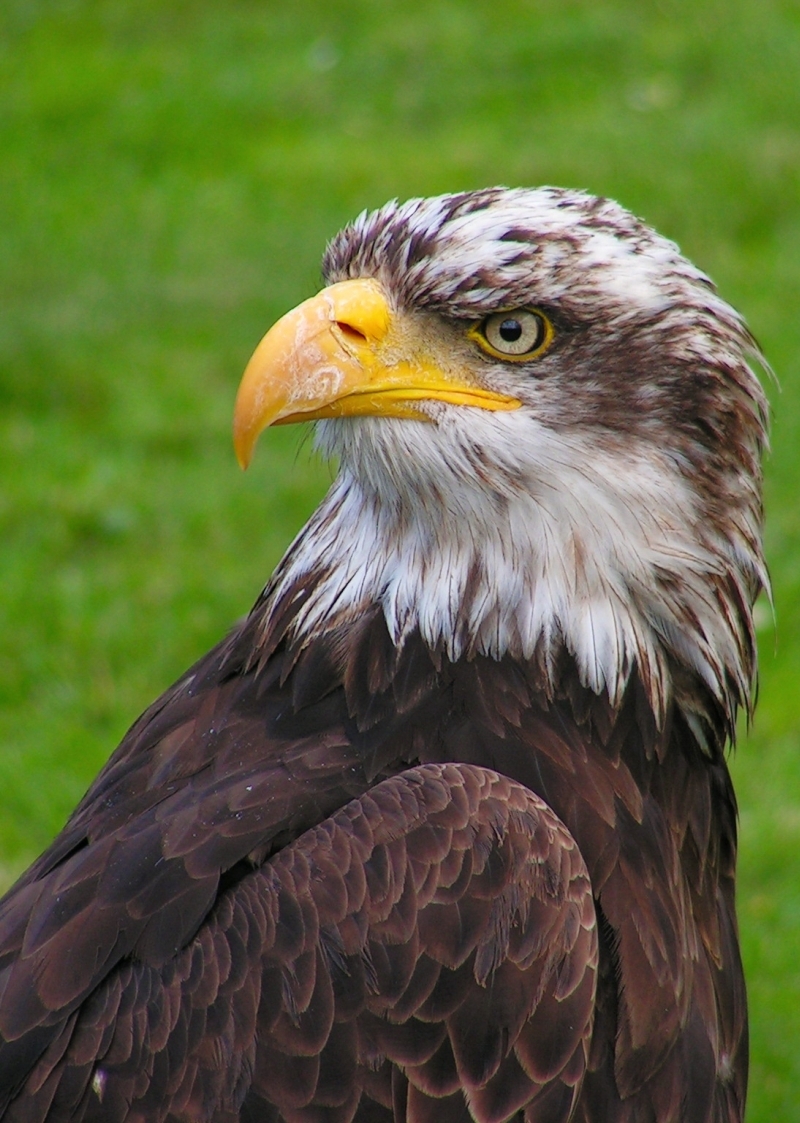 Bald Eagle on green grass